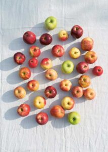 Apple Varieties